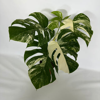 Z-4551 - Monstera deliciosa var. borsigiana albo-variegata