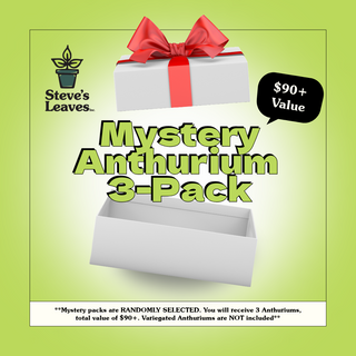 Mystery Anthurium 3 Pack