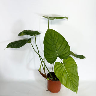 Philodendron 'Dean McDowell' x tripartitum [#1176]