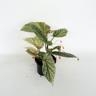 Begonia 'Snow Capped' (Variegated) [#2048]