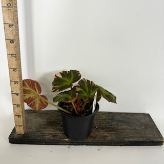 Begonia soli-mutata (variegated) [#2309]