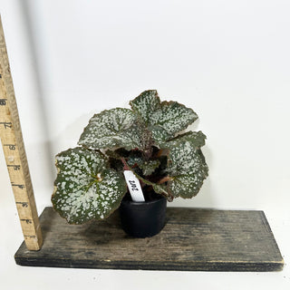 Begonia 'Island Magic' [#2102]
