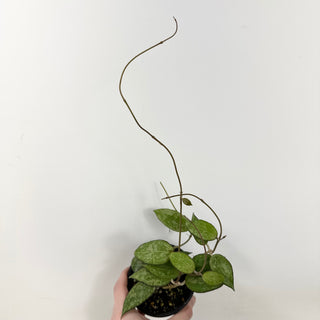 Hoya sp. MA-20 [#1681]