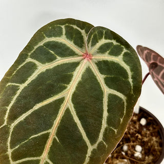 Anthurium 'Zara'/'Michele' x 'Doc Block Lineage' [#1346]