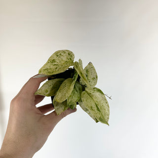 Z-4934 - Scindapsus pictus ‘Mangurai’ variegated