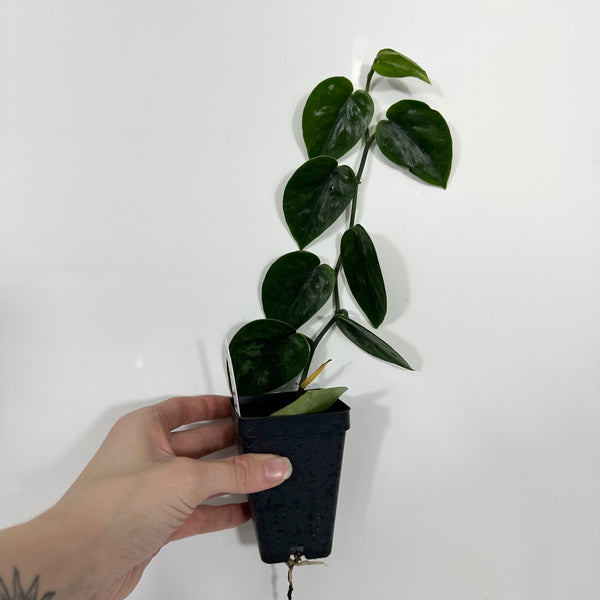 PABLOVINCI Hempdenim Wideslacks ブラック S Z-4613 - Scindapsus pictus 'Black Mamba' – Steve's Leaves