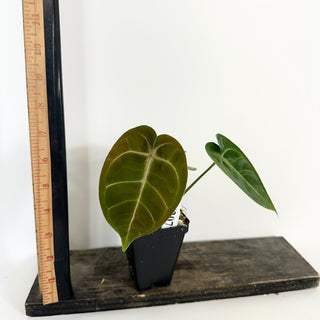Anthurium magnificum/'Silver Blush' x unknown [#2077]