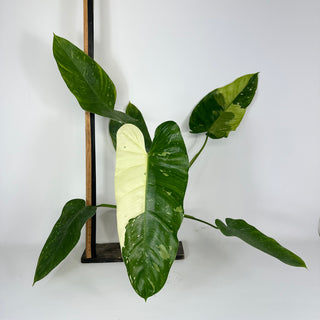 Philodendron 'Jose Buono' [#2094]
