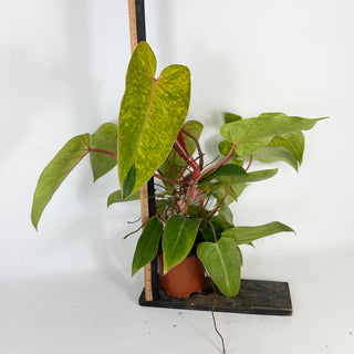 Philodendron 'Painted Lady' (Non-TC) *Sport* [#2097]