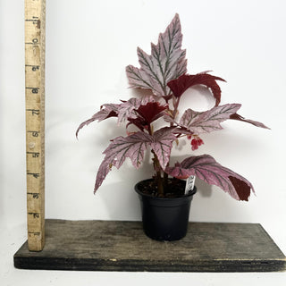 Begonia 'Lamoon' [#2131]