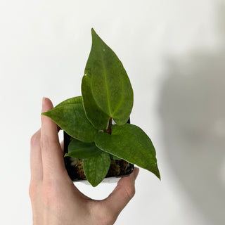 Anthurium Wu papillilaminum x 'Arnold Schwarzenegger' [#1719]