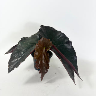 Begonia 'Monarch' [#1925]