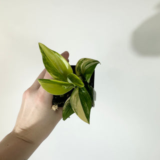 Z-5123 - Scindapsus pictus 'Rubicon'