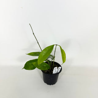 Hoya mappigera Borneo [#2291]