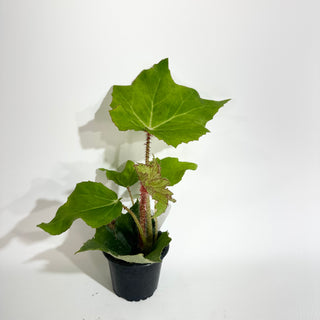Begonia 'Ricinifolia' [#2019]