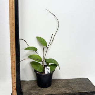 Hoya honglenae [#1694]