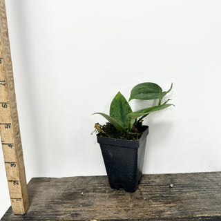 Z-5336 - Scindapsus pictus 'Green Army'