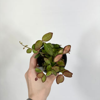 Z-4616 - Hoya burtoniae variegata