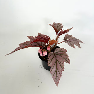 Begonia 'Lamoon' [#2313]