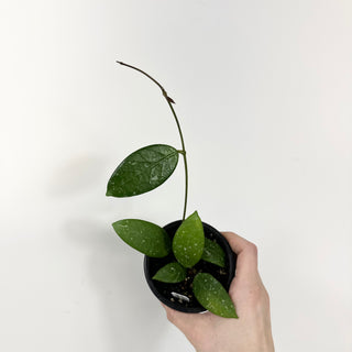 Hoya sp. Lai Chau (long leaf, splash)