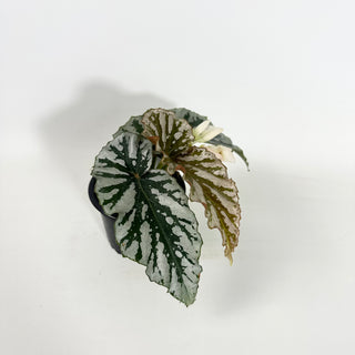 Begonia 'Silver Beauty' [#2151]