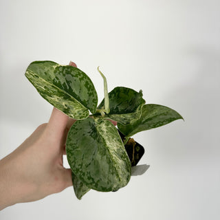 Scindapsus pictus 'Peasun' [#1600]