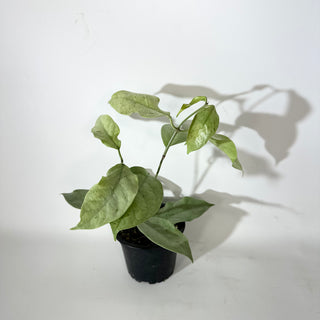 Hoya coriacea (silver) [#2145]