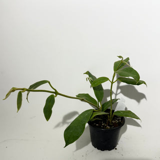 Z-5352 - Hoya kapuasensis