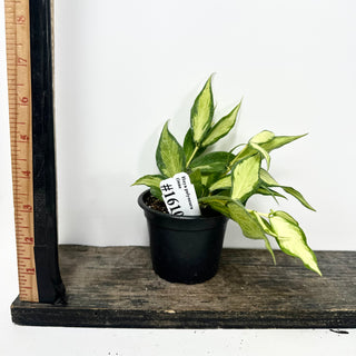 Hoya polyneura (inner variegated) [#1610]