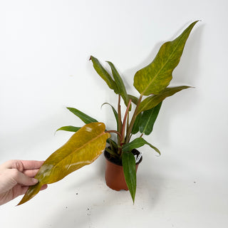 Philodendron 'Orange Marmalade' (Non-TC) [#2346]