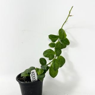 Hoya obscura (outer variegated) [#2332]