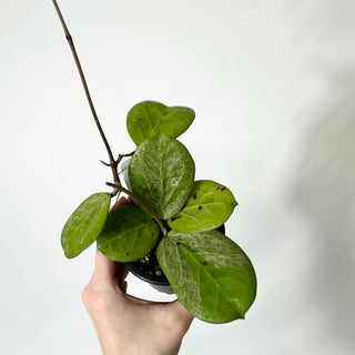 Hoya 'Michele' (Splash/Silver) [#1663]