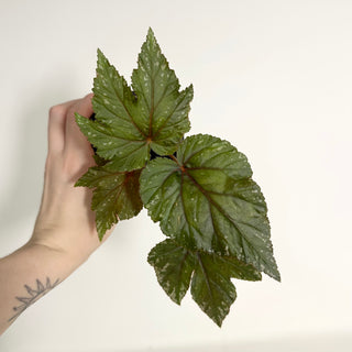 Begonia 'Gryphon' [#2153]