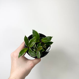 Hoya carnosa 'Holliana' [#2032]