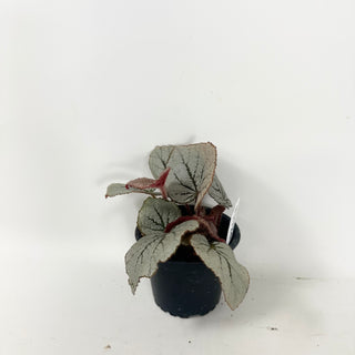Begonia 'Rice Paper' [#1924]