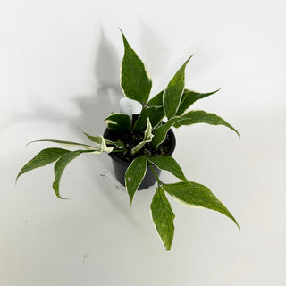 Hoya polyneura (outer variegated) [#2300]