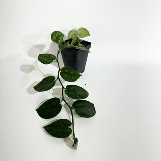 Z-5099 - Scindapsus pictus 'Black Mamba'