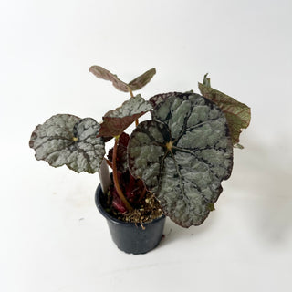 Begonia 'Steve's Leaves Frostbite' [#2016]