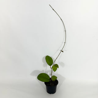 Z-4597 - Hoya 'Priktai’