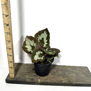 Begonia rex (putzey) [#2171]