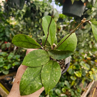 Hoya sp. Kalsel