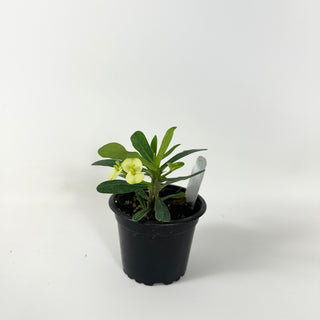 Euphorbia milii 'Lemon Yellow'