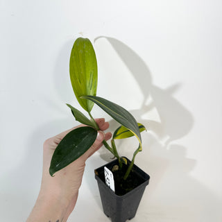 Z-5279 - Scindapsus coriaceus variegated