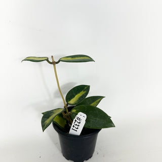 Hoya verticillata (acuta variegated) [#2321]