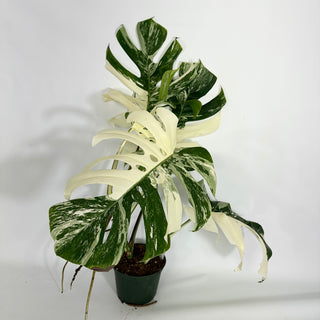 Z-4431 - Monstera deliciosa var. borsigiana albo-variegata