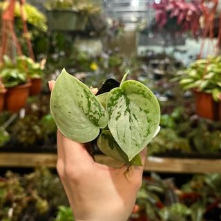 Scindapsus pictus "Silver"