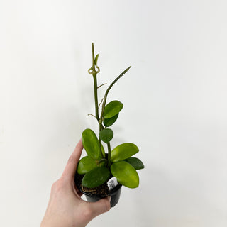 Hoya liangii [#1692]