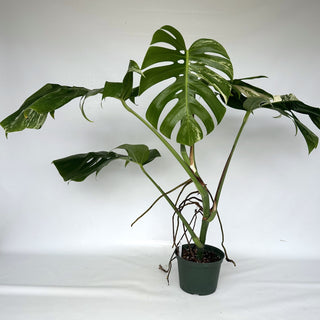 Z-2150 - Monstera deliciosa var. borsigiana albo-variegata
