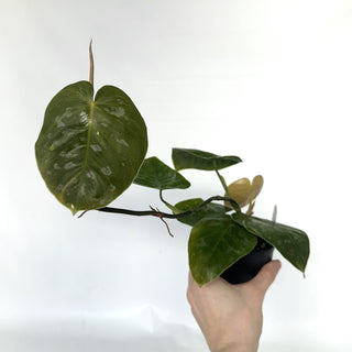 Z-2145 - Philodendron aff. brandtianum (Shingling Form)