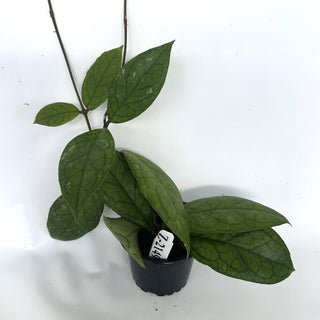 Z-2149 - Hoya cv. EPC1002 (vittelina x finlaysonii) **NEW Release**